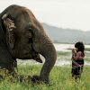 Photo Best Friends par Réhahn - éléphant au Vietnam