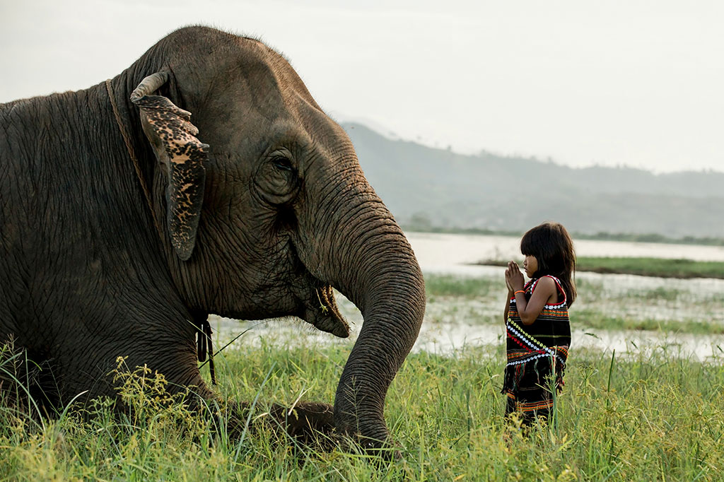 Best Friends photo by Réhahn – elephant in Vietnam