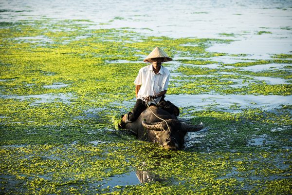 Buffle vert, photo de Réhahn à Hoi An au Vietnam