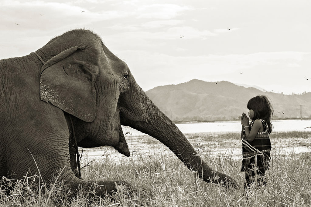 Best Friends III photo by Réhahn – elephant in Vietnam