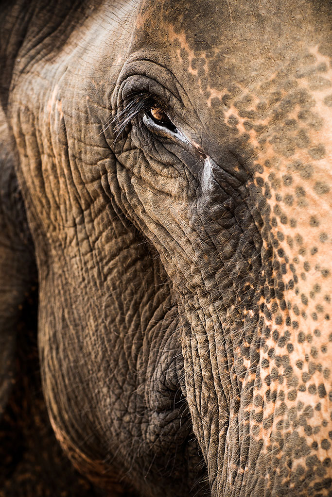 Photo de l'œil de l'éléphant par Réhahn au Vietnam