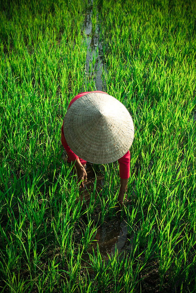 Green Abundance photo by Réhahn – rice field in Hoi An Vietnam