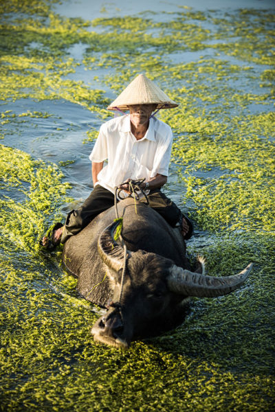 Green Buffalo II photo by Réhahn in Hoi An Vietnam