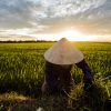 Hoi An à l'aube photo de Réhahn - rizière au Vietnam