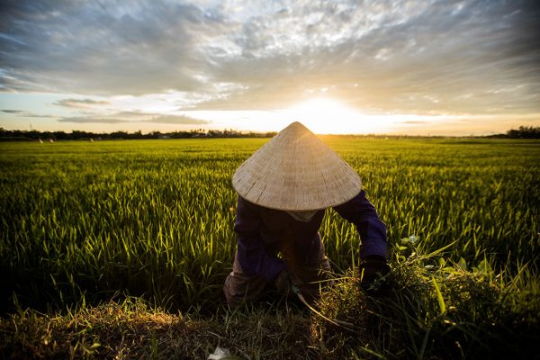 Hoi An at dawn photo by Réhahn - rice field in Vietnam