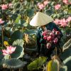 Lotus du matin, photo de Réhahn à Hoi An, Vietnam.