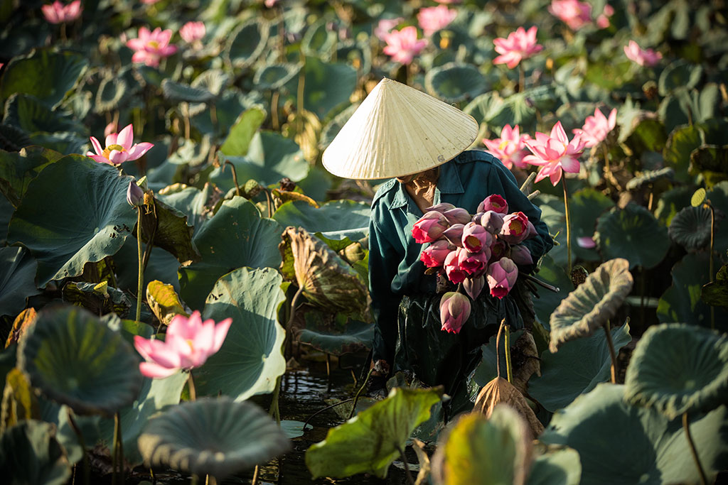 Lotus du matin, photo de Réhahn à Hoi An, Vietnam. 