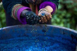 Hmong woman dipping traditional textile into indigo dye in Sa Pa