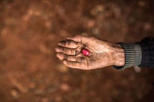 Ruby photo by Réhahn - coffee bean K'ho Dalat Vietnam
