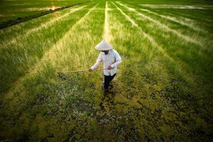 Lush - Photography - Vietnam -Réhahn