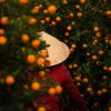 Kumquat par Rehahn photographie à Hoi An - Vietnam