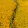 Champ de riz jaune de la vie à Hoi An