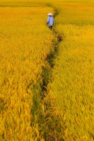 Champ de riz jaune de la vie à Hoi An