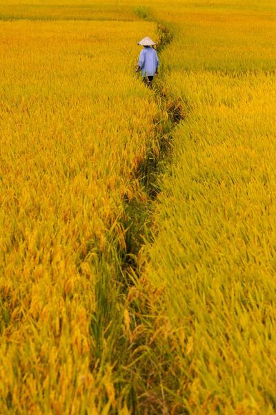 life-trace yellow rice field in Hoi An