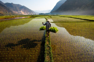 Green rice fields and central path in Mai Chau