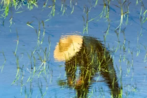 Farmer bending over a flooded Hoi An field with sky reflection